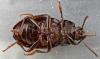 Nalassus laevioctostriatus